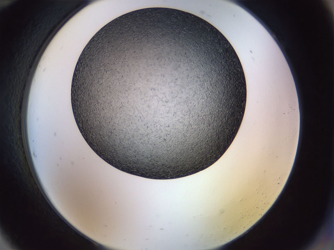 folderID470_plateID1470_batchID5625_wellNum94_profileID1_d2_r93152_ef.jpg