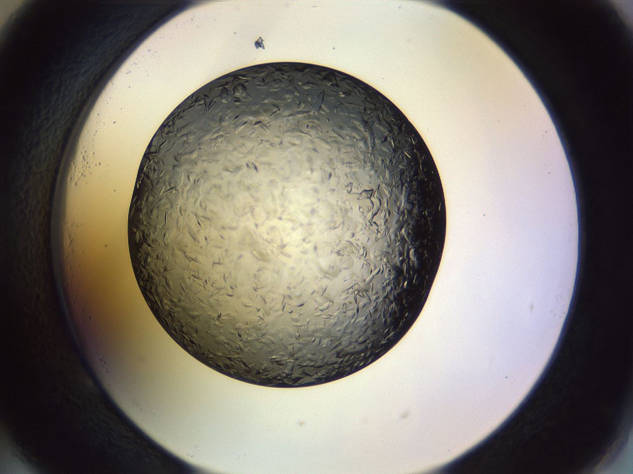 folderID470_plateID1470_batchID5656_wellNum53_profileID1_d2_r93070_ef.jpg
