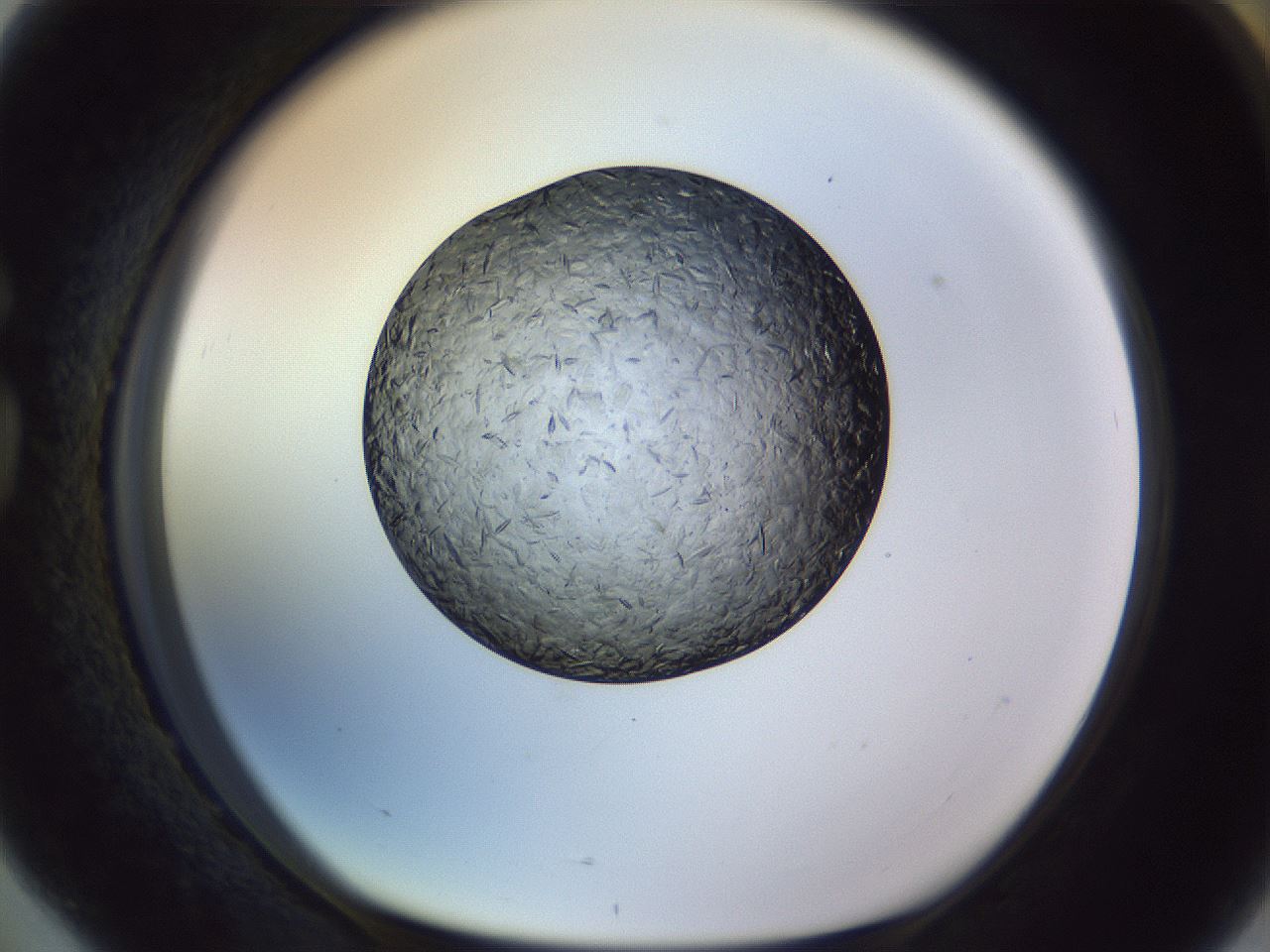 folderID470_plateID1470_batchID5656_wellNum76_profileID1_d1_r93115_ef.jpg
