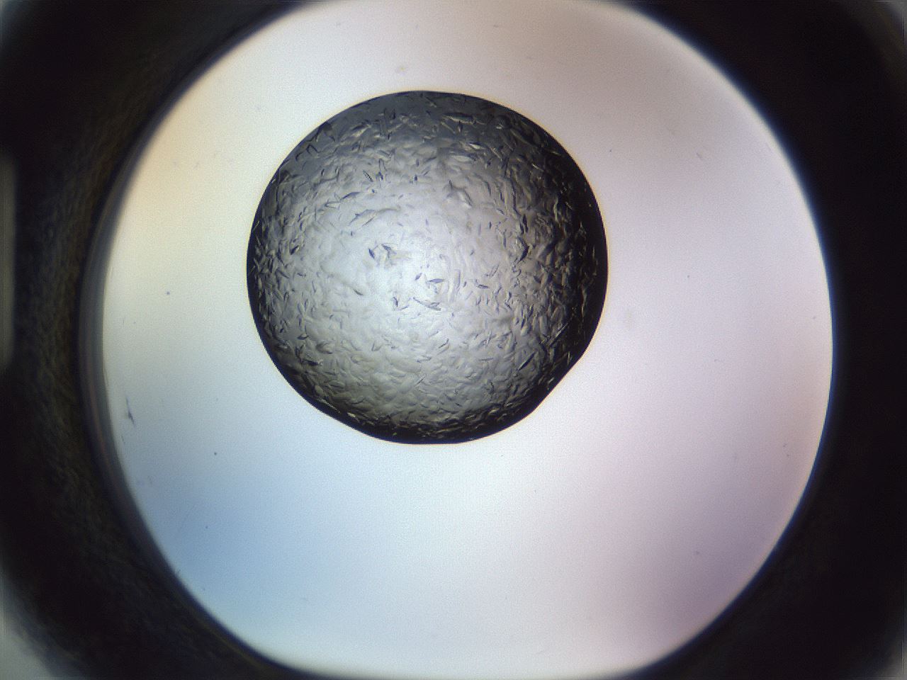 folderID470_plateID1470_batchID5656_wellNum89_profileID1_d1_r93141_ef.jpg