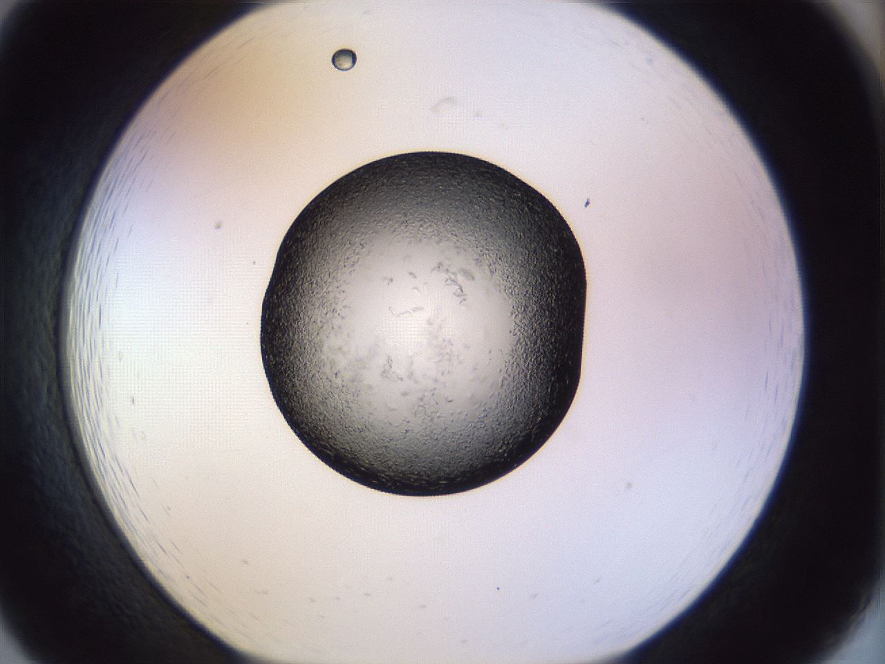 folderID470_plateID1470_batchID5701_wellNum19_profileID1_d1_r93001_ef.jpg