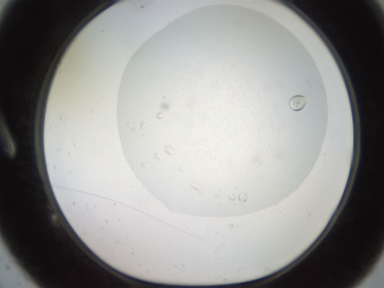 folderID493_plateID2493_batchID12067_wellNum9_profileID1_d1_r187396_ef.jpg