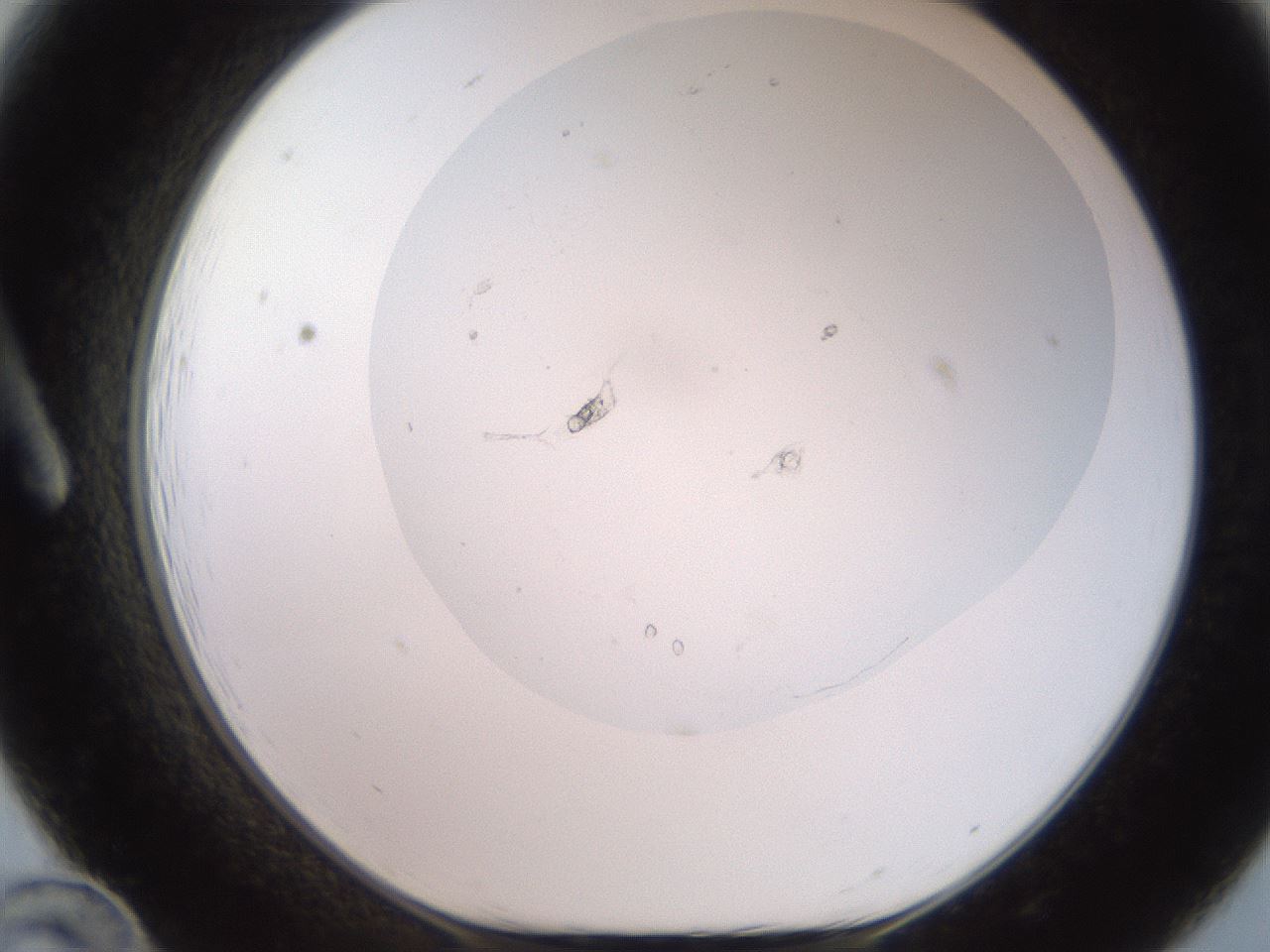 folderID495_plateID2495_batchID12071_wellNum12_profileID1_d1_r187591_ef.jpg