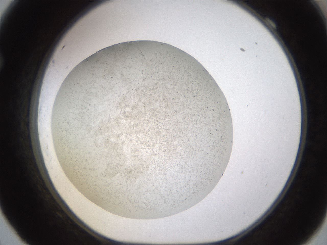 folderID496_plateID1496_batchID5900_wellNum69_profileID1_d1_r95219_ef.jpg