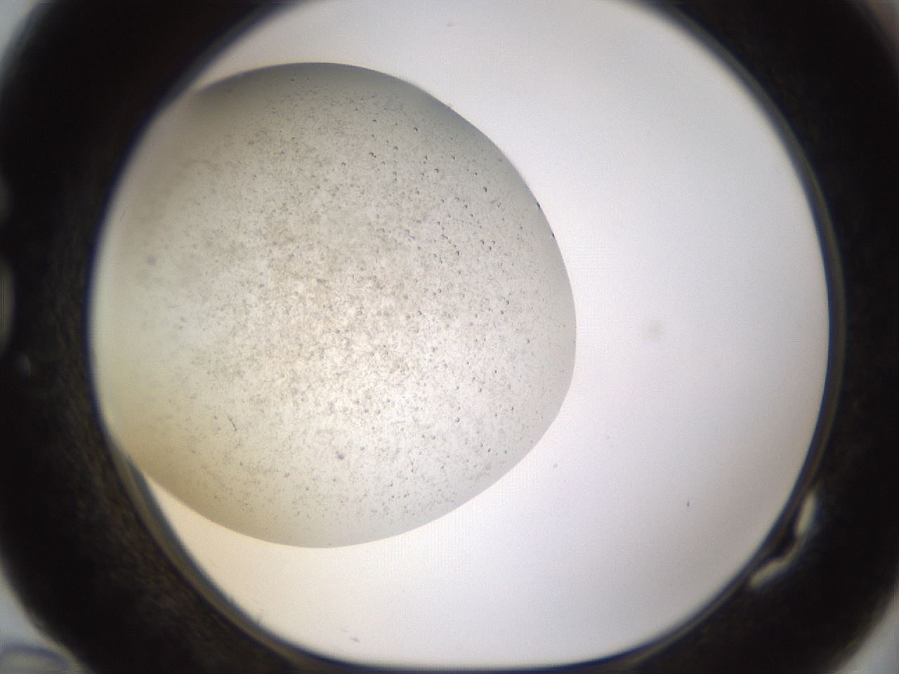 folderID496_plateID1496_batchID5900_wellNum82_profileID1_d1_r95232_ef.jpg