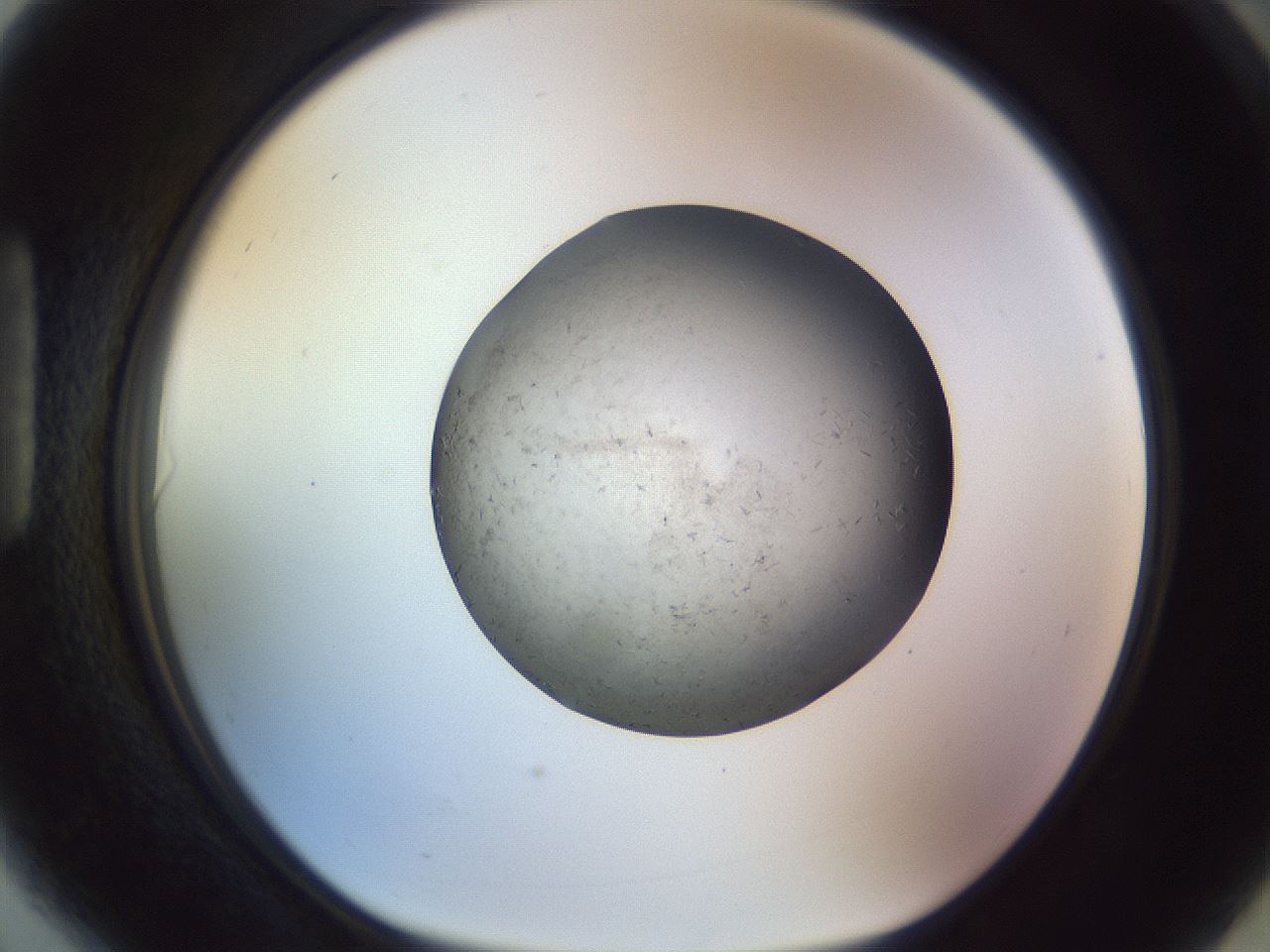 folderID504_plateID1504_batchID5871_wellNum90_profileID1_d1_r95626_ef.jpg