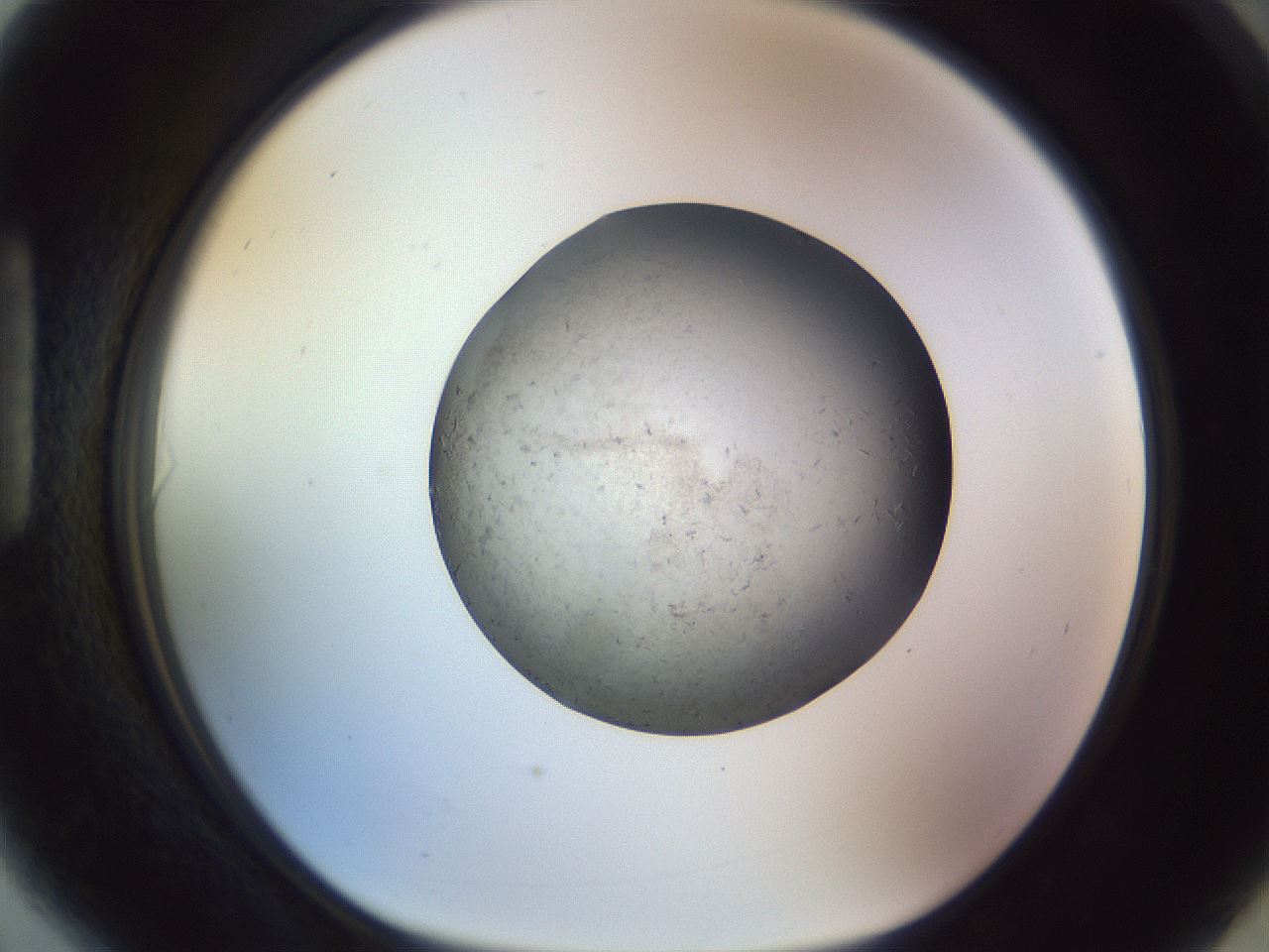 folderID504_plateID1504_batchID5926_wellNum90_profileID1_d1_r95626_ef.jpg