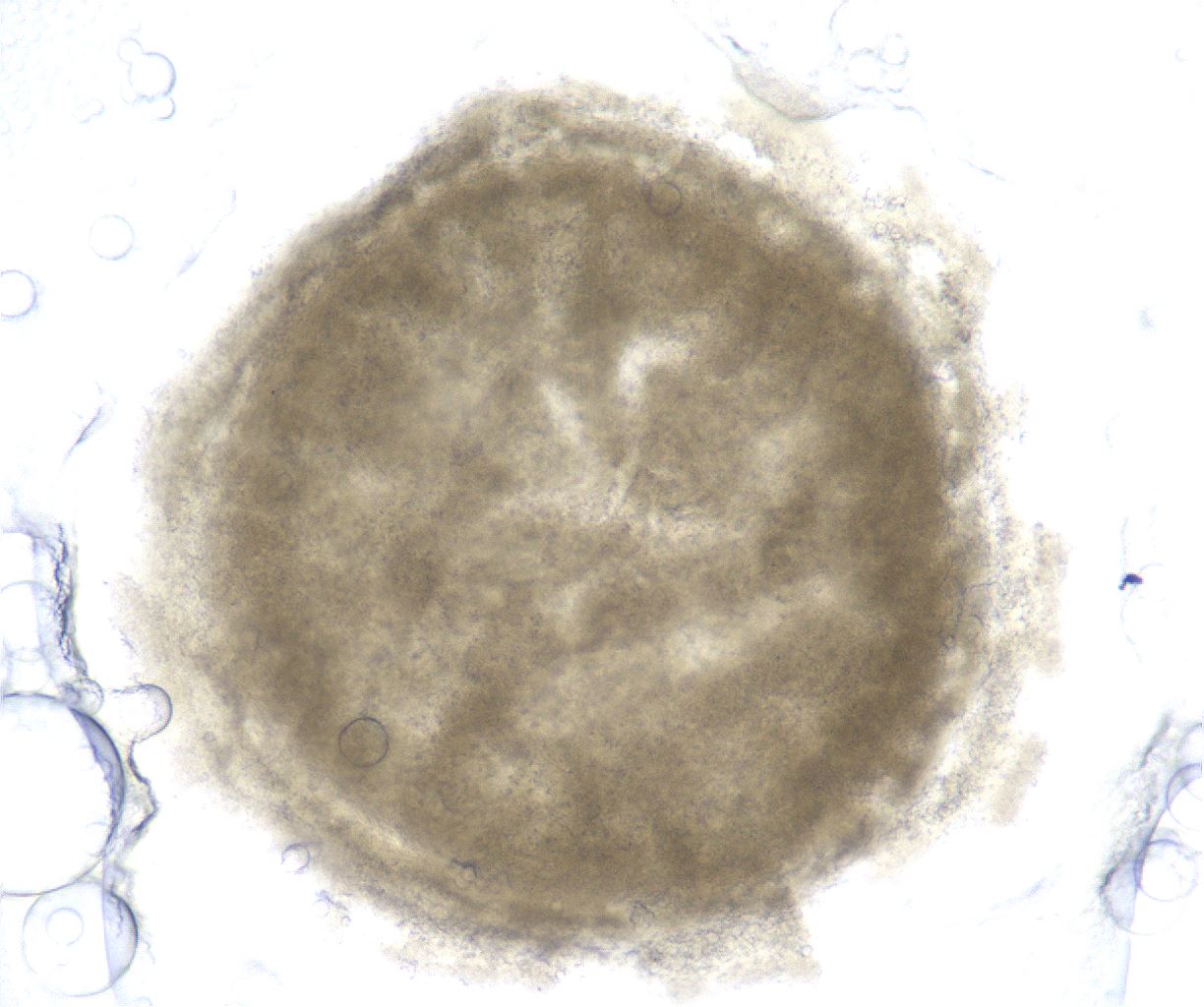 folderID511_plateID2511_batchID12483_wellNum88_profileID1_d1_r190922_ef.jpg
