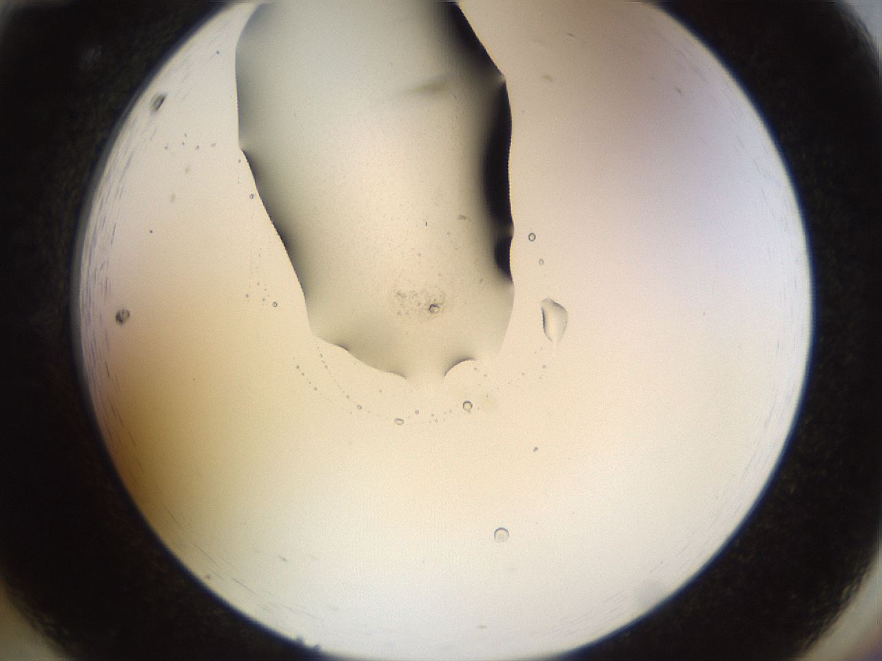 folderID515_plateID1515_batchID5948_wellNum12_profileID1_d2_r96424_ef.jpg