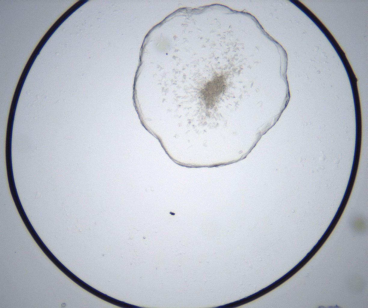 folderID517_plateID2517_batchID12476_wellNum21_profileID1_d1_r189060_ef.jpg