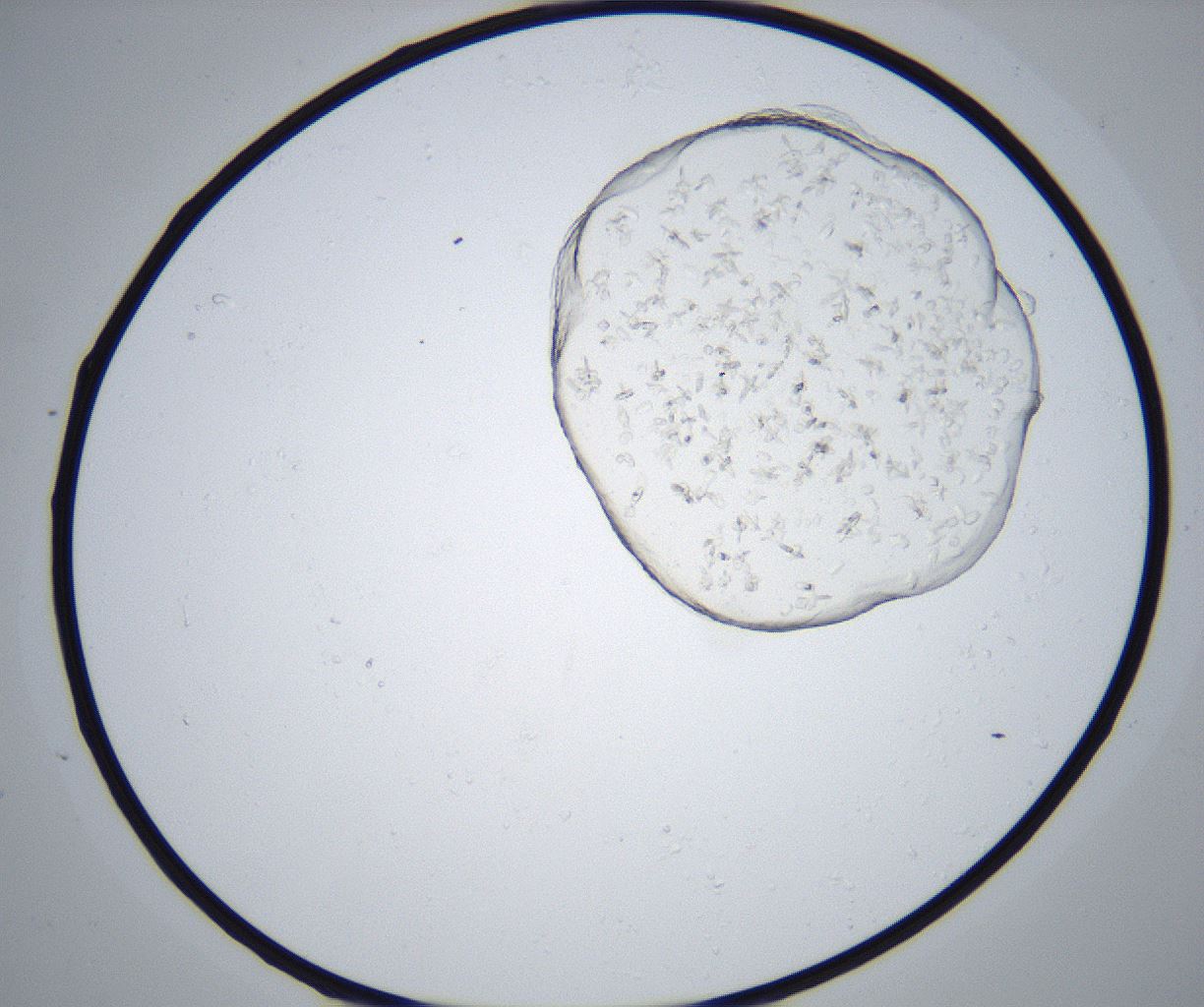 folderID517_plateID2517_batchID12476_wellNum44_profileID1_d1_r189106_ef.jpg