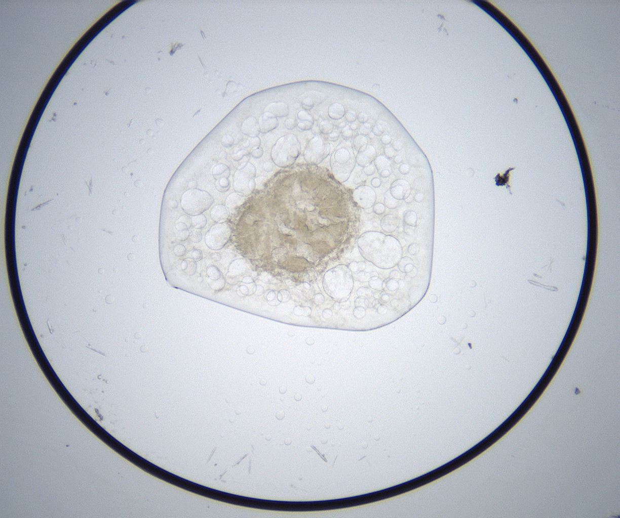 folderID513_plateID2513_batchID12475_wellNum14_profileID1_d1_r188854_ef.jpg
