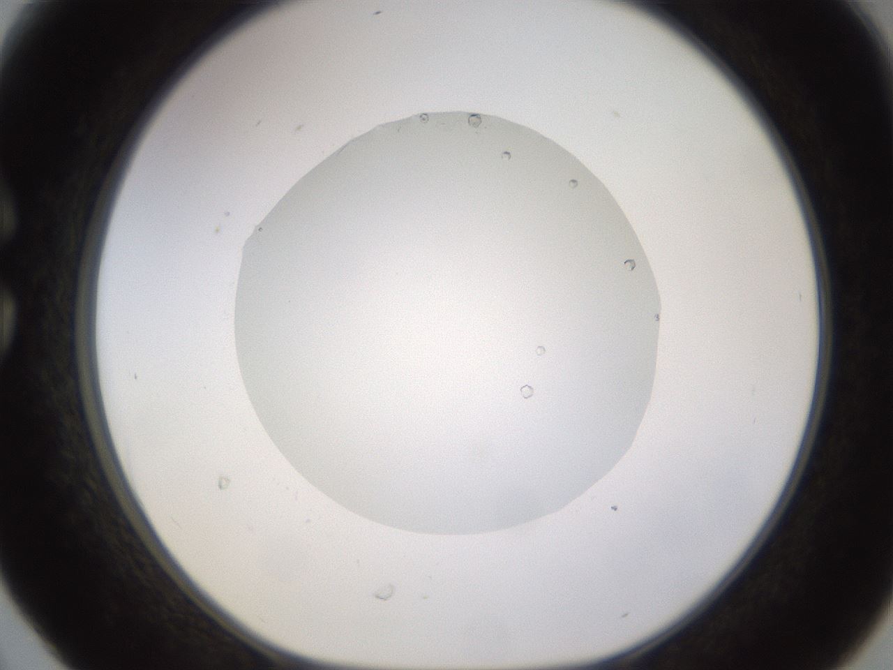 folderID523_plateID1523_batchID6125_wellNum30_profileID1_d1_r97678_ef.jpg