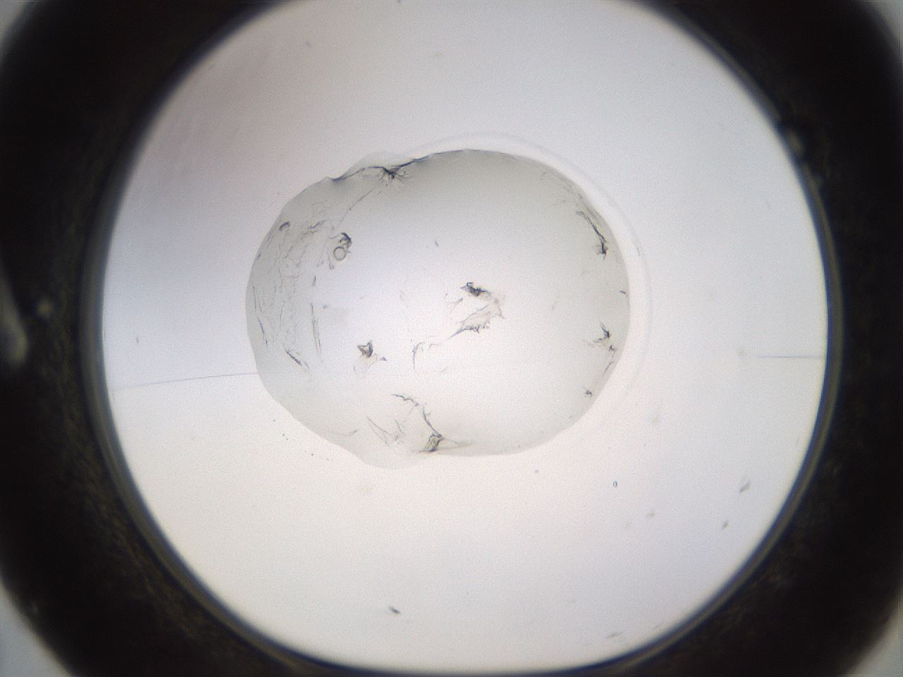 folderID523_plateID1523_batchID6125_wellNum7_profileID1_d1_r97655_ef.jpg