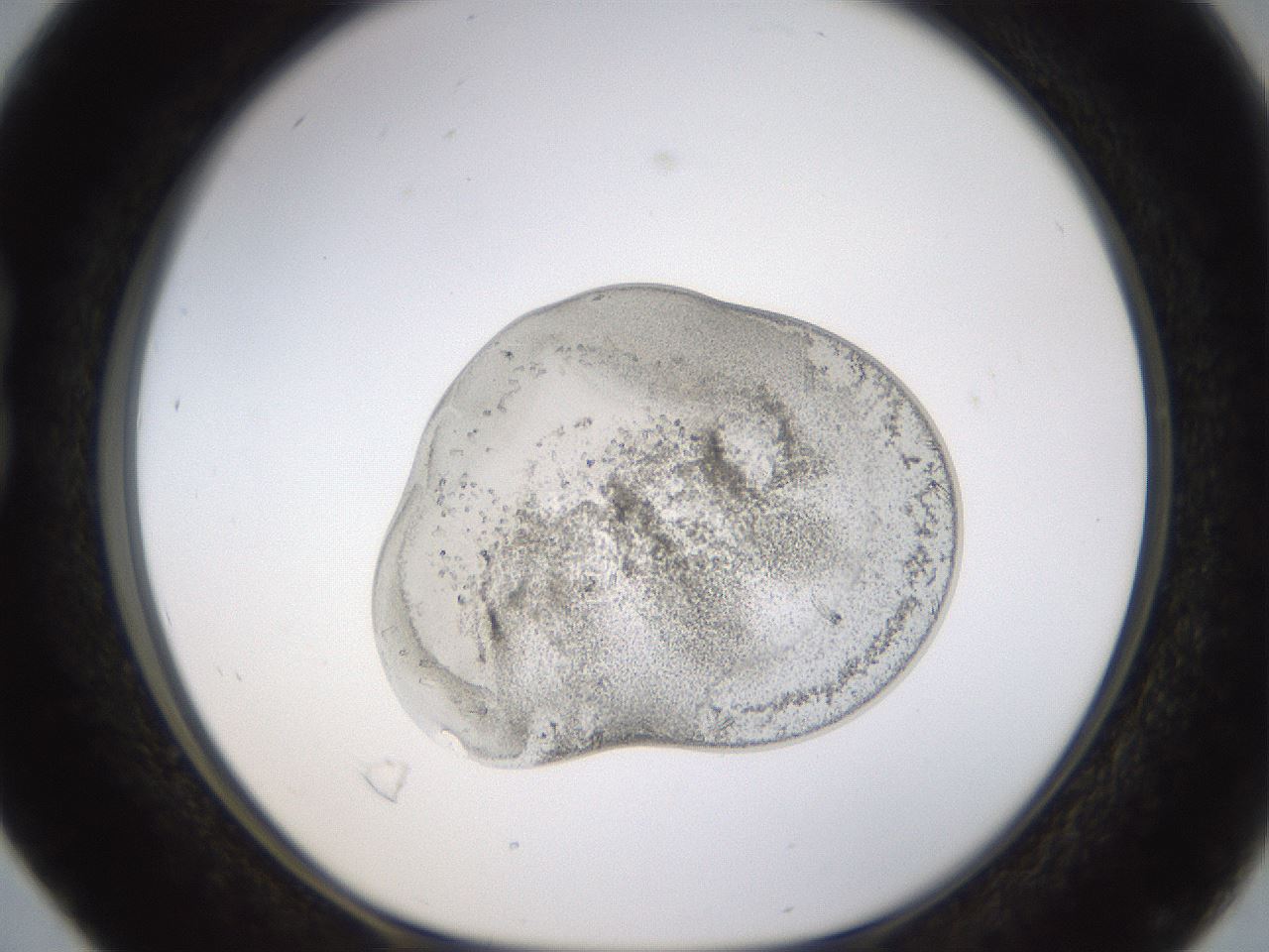 folderID527_plateID1527_batchID6154_wellNum16_profileID1_d1_r98255_ef.jpg