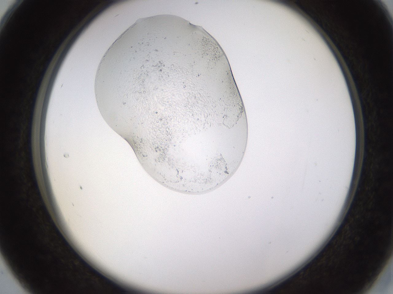 folderID527_plateID1527_batchID6154_wellNum28_profileID1_d2_r98280_ef.jpg
