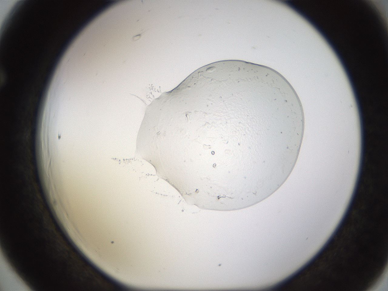 folderID527_plateID1527_batchID6154_wellNum66_profileID1_d1_r98355_ef.jpg
