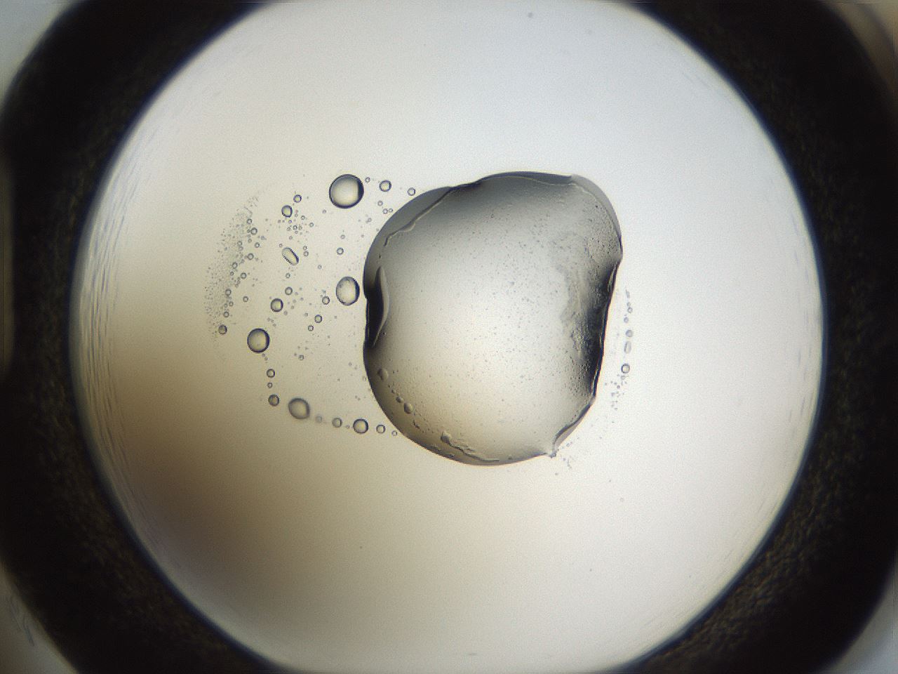 folderID527_plateID1527_batchID6154_wellNum85_profileID1_d1_r98393_ef.jpg