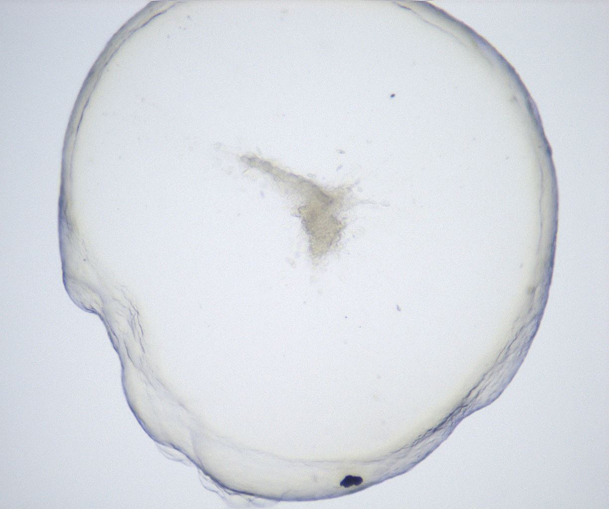 folderID528_plateID2528_batchID12500_wellNum14_profileID1_d1_r191742_ef.jpg