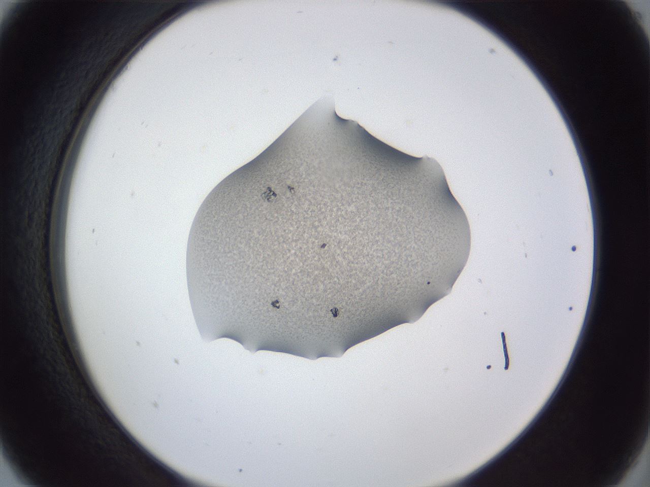 folderID52_plateID1052_batchID2254_wellNum5_profileID1_d2_r47514_ef.jpg