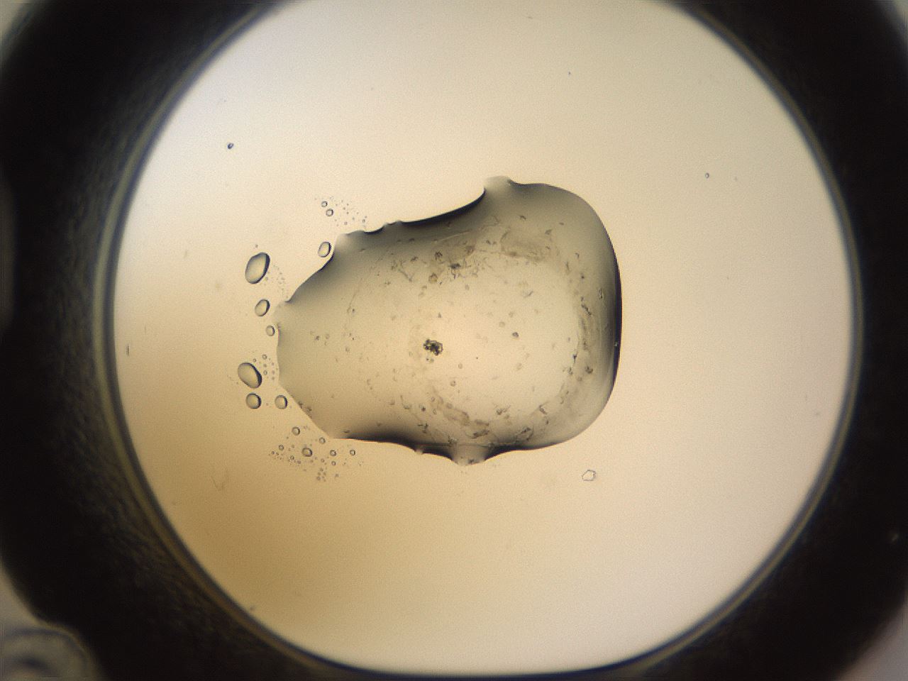 folderID531_plateID1531_batchID6233_wellNum48_profileID1_d1_r98896_ef.jpg