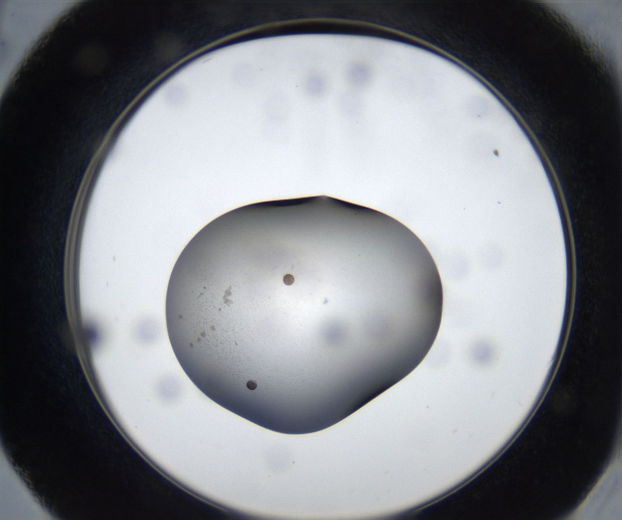 folderID533_plateID2533_batchID12498_wellNum57_profileID1_d2_r191445_ef.jpg