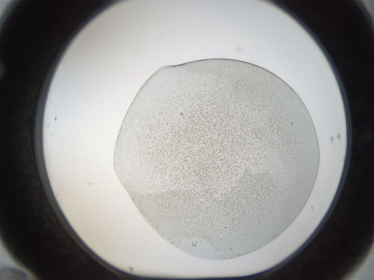 folderID53_plateID1053_batchID2251_wellNum70_profileID1_d1_r47382_ef.jpg