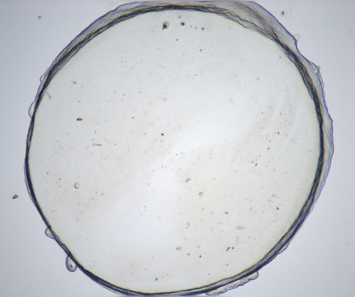 folderID541_plateID2541_batchID12508_wellNum36_profileID1_d1_r192554_ef.jpg