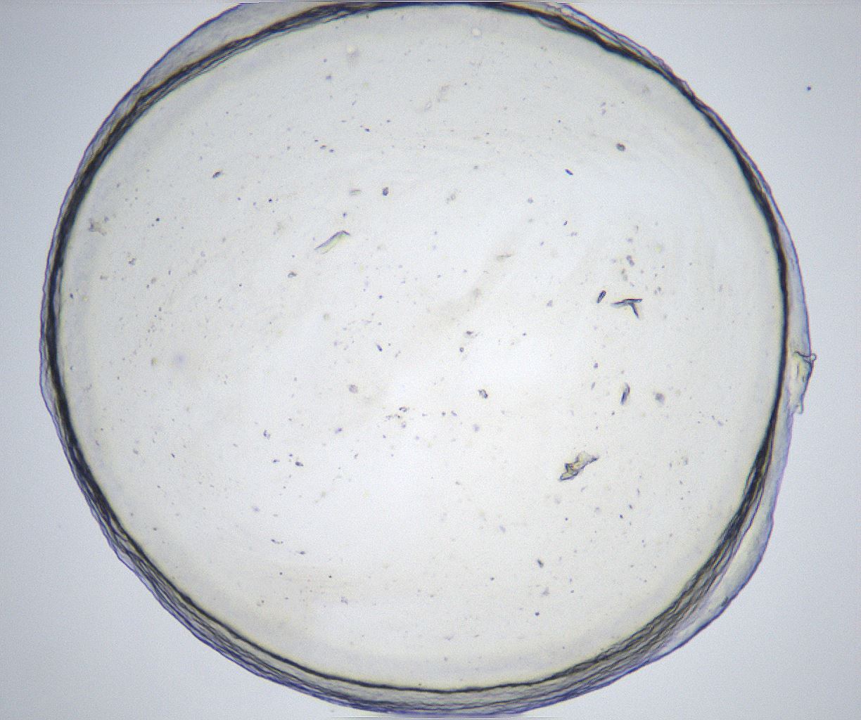 folderID541_plateID2541_batchID12508_wellNum48_profileID1_d1_r192578_ef.jpg