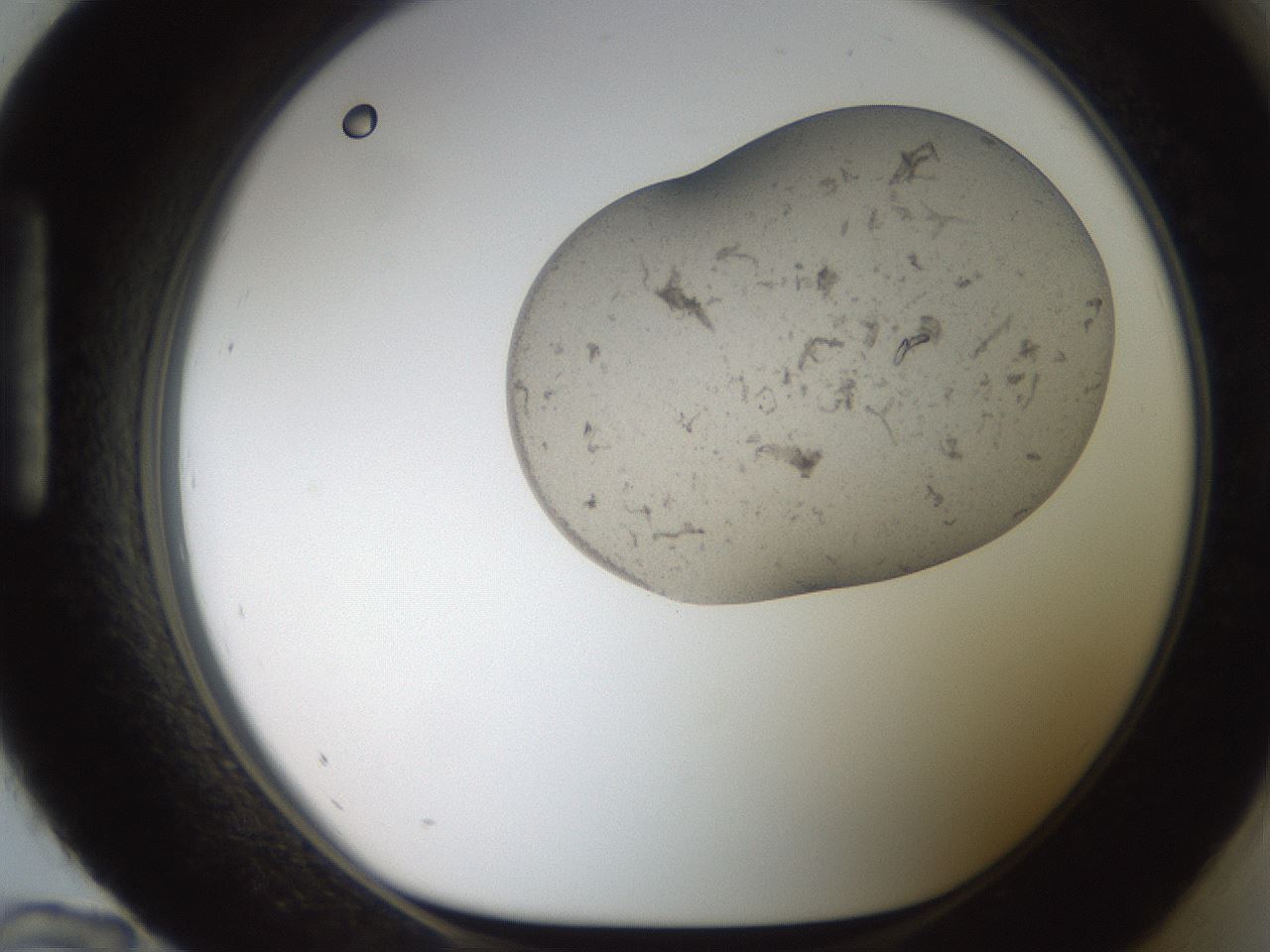 folderID555_plateID2555_batchID12621_wellNum96_profileID1_d1_r194981_ef.jpg