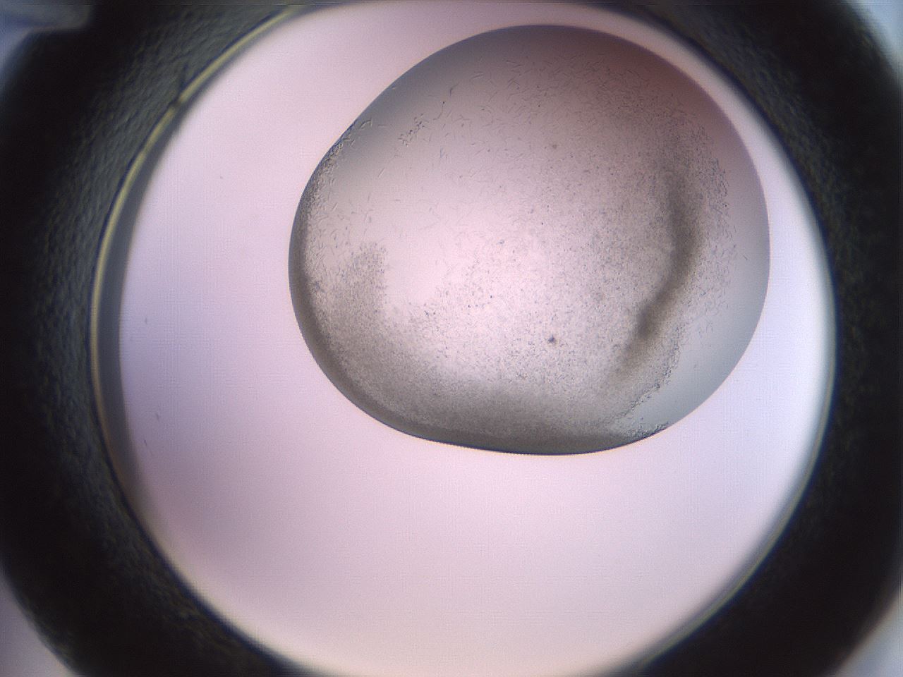 folderID559_plateID2559_batchID12940_wellNum48_profileID1_d2_r196040_ef.jpg