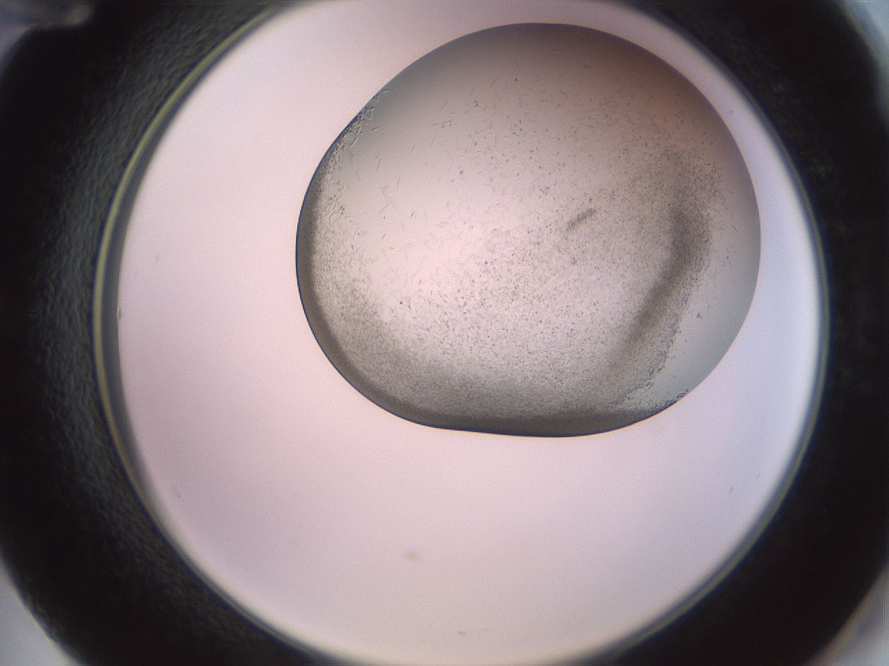 folderID559_plateID2559_batchID12940_wellNum60_profileID1_d2_r196064_ef.jpg