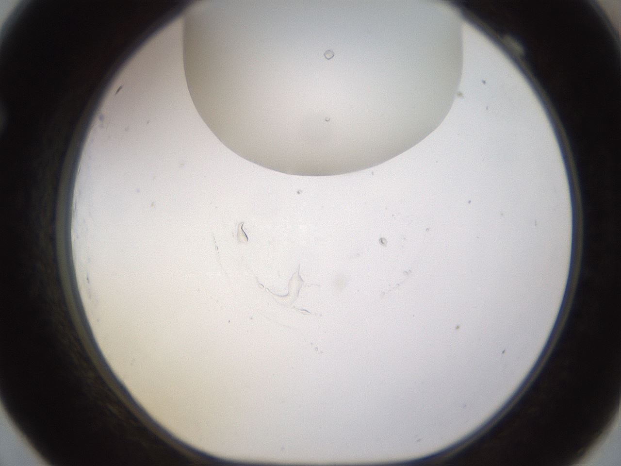 folderID562_plateID1562_batchID6303_wellNum69_profileID1_d1_r101432_ef.jpg