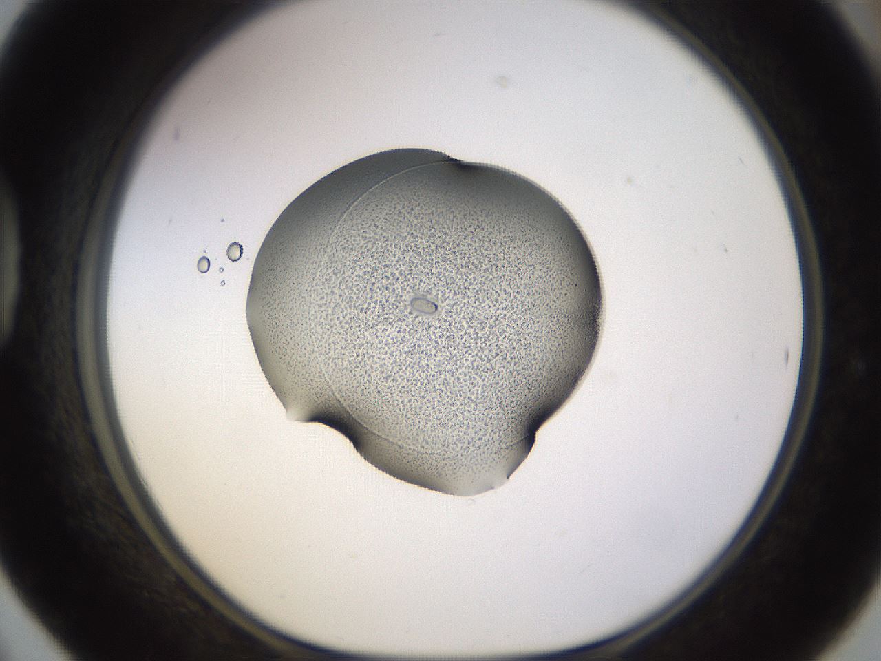 folderID564_plateID1564_batchID6311_wellNum42_profileID1_d1_r101926_ef.jpg