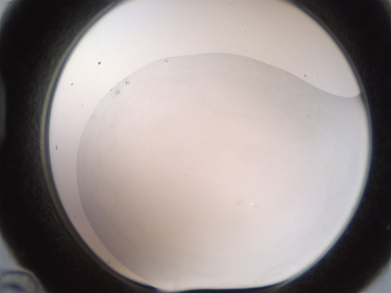 folderID567_plateID2567_batchID12856_wellNum48_profileID1_d1_r195608_ef.jpg