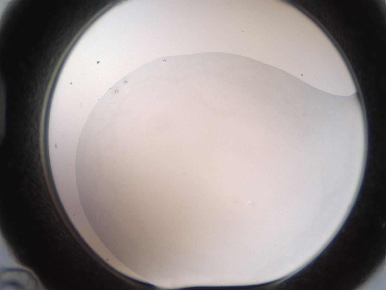 folderID567_plateID2567_batchID13024_wellNum48_profileID1_d1_r195608_ef.jpg