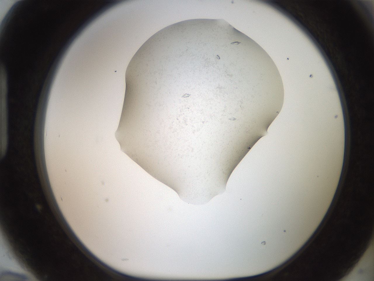 folderID569_plateID2569_batchID12915_wellNum94_profileID1_d1_r196323_ef.jpg