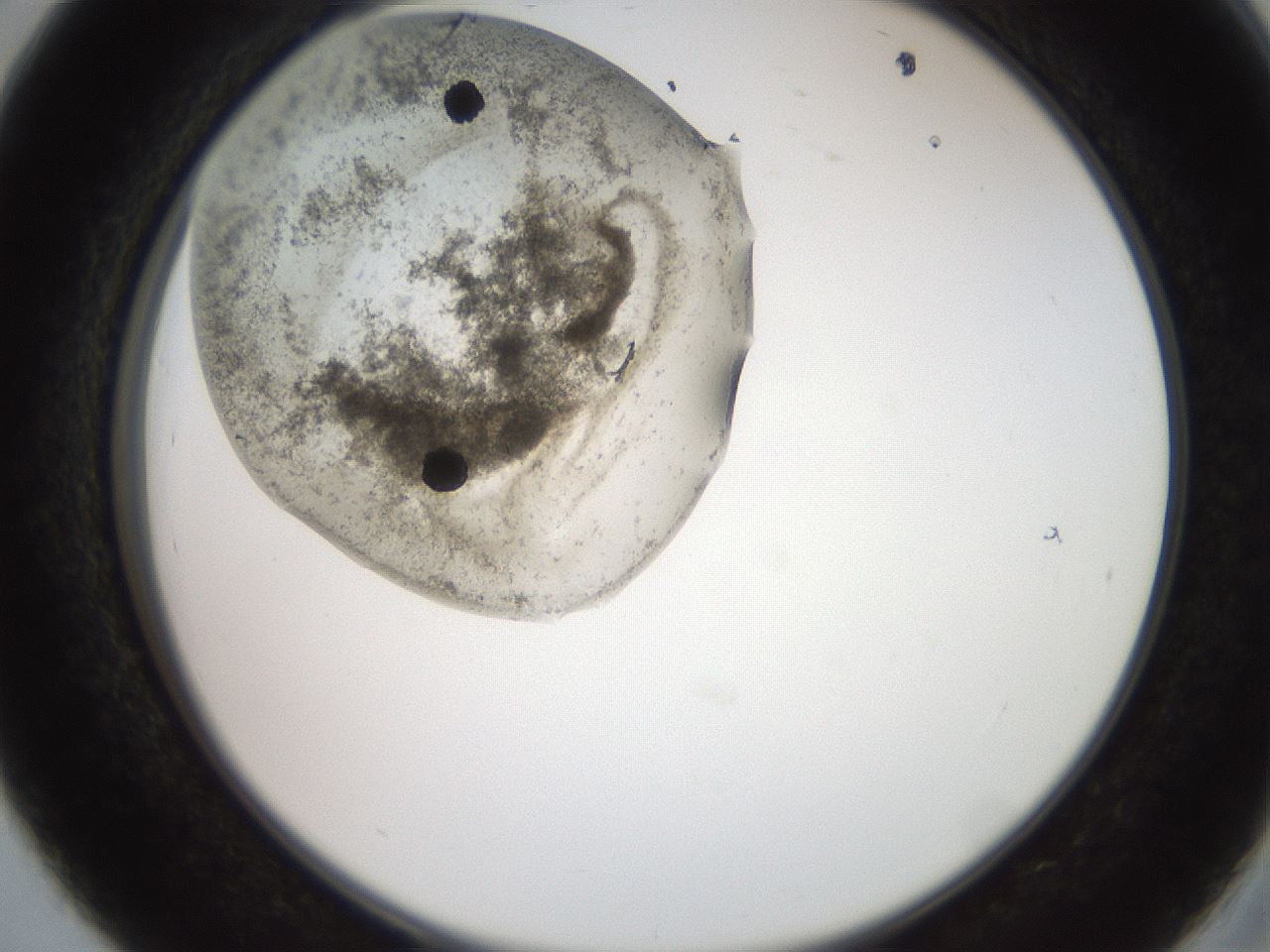 folderID569_plateID2569_batchID13025_wellNum39_profileID1_d2_r196214_ef.jpg