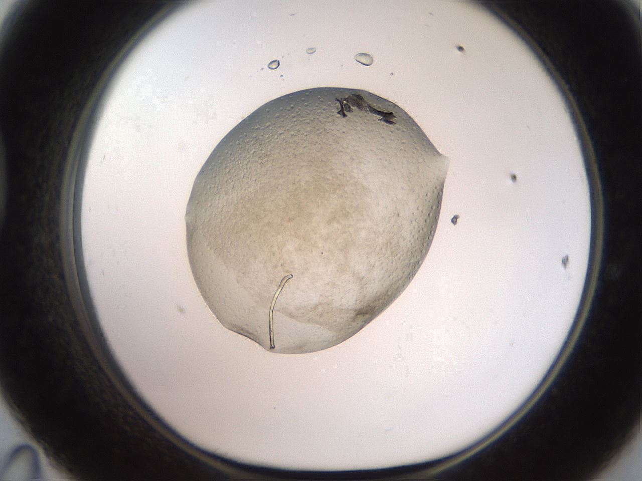 folderID569_plateID2569_batchID13025_wellNum47_profileID1_d1_r196229_ef.jpg