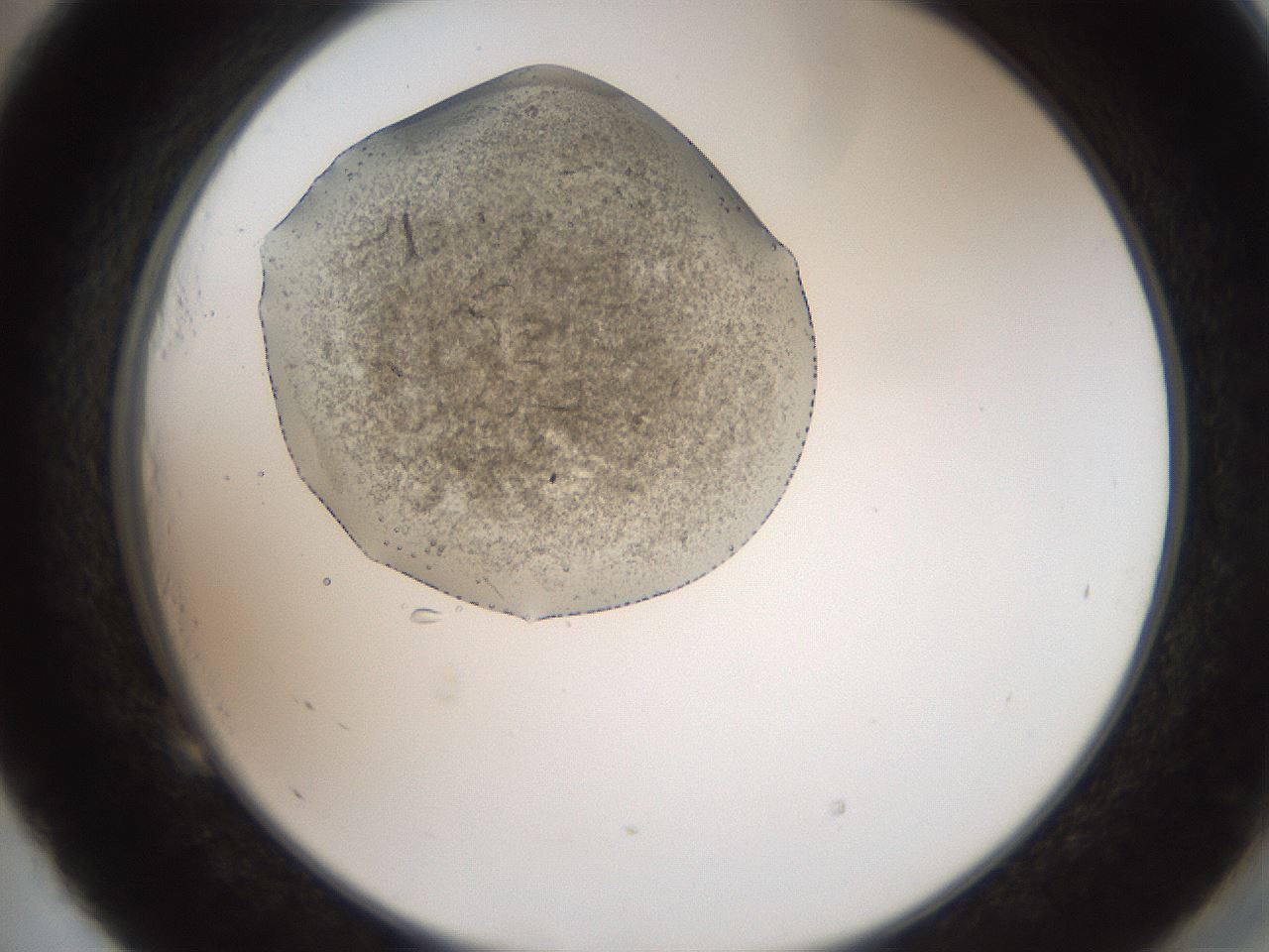 folderID569_plateID2569_batchID13025_wellNum53_profileID1_d2_r196242_ef.jpg