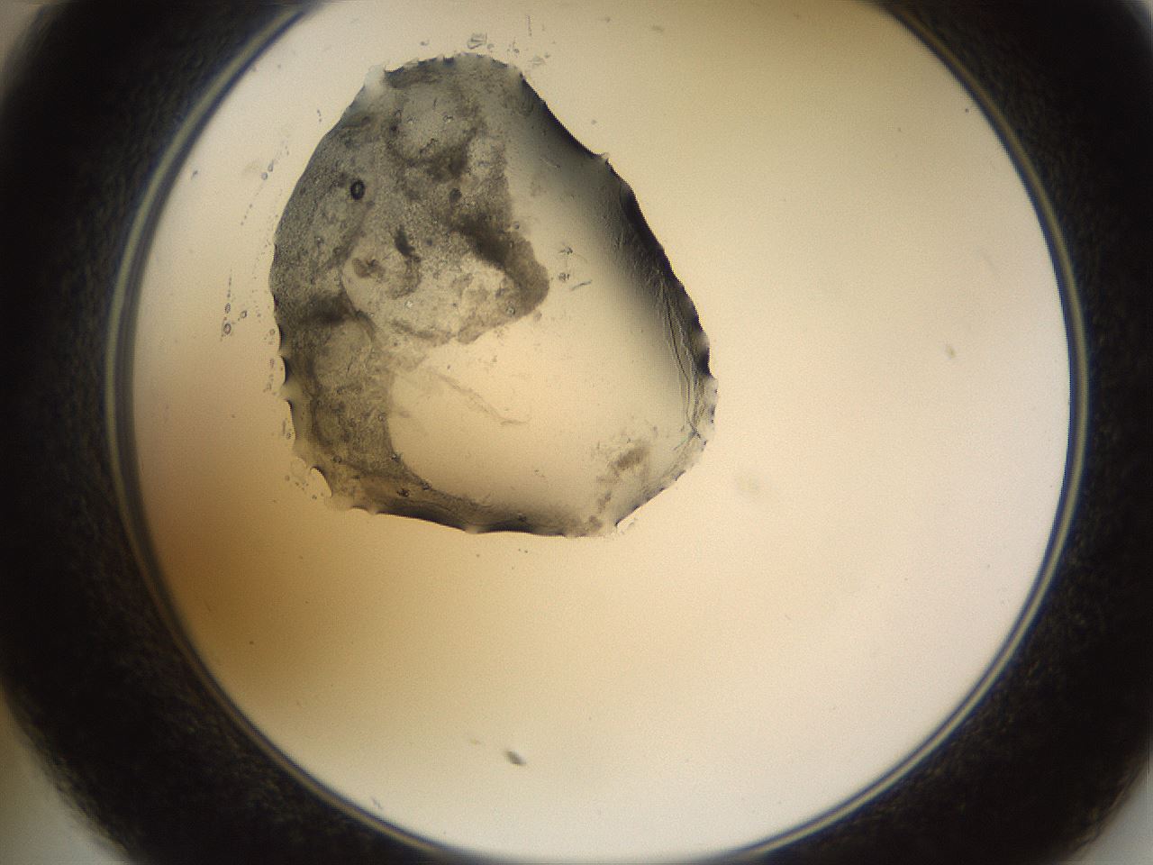 folderID573_plateID1573_batchID6360_wellNum35_profileID1_d2_r102900_ef.jpg