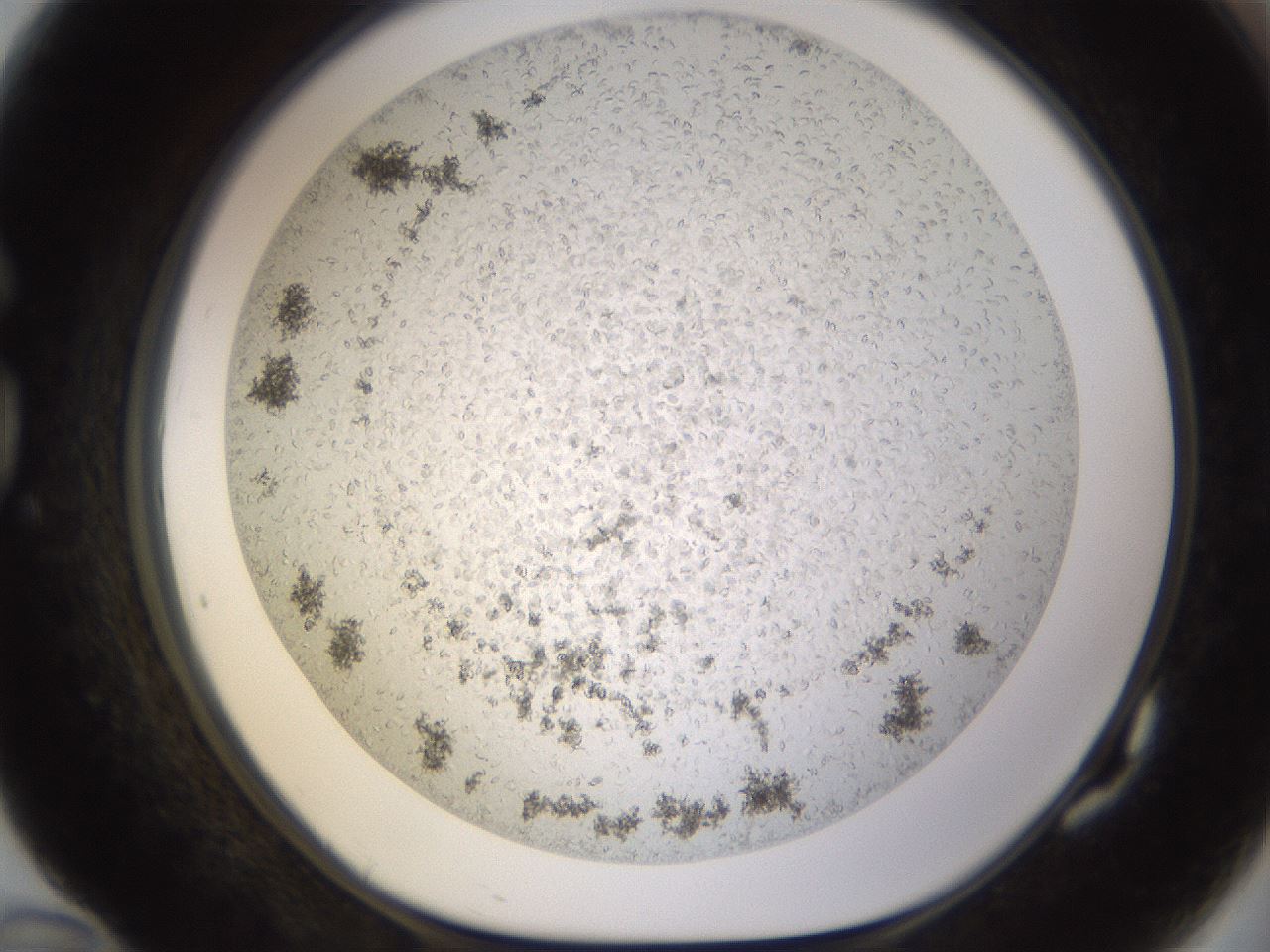 folderID571_plateID1571_batchID6375_wellNum82_profileID1_d1_r102624_ef.jpg