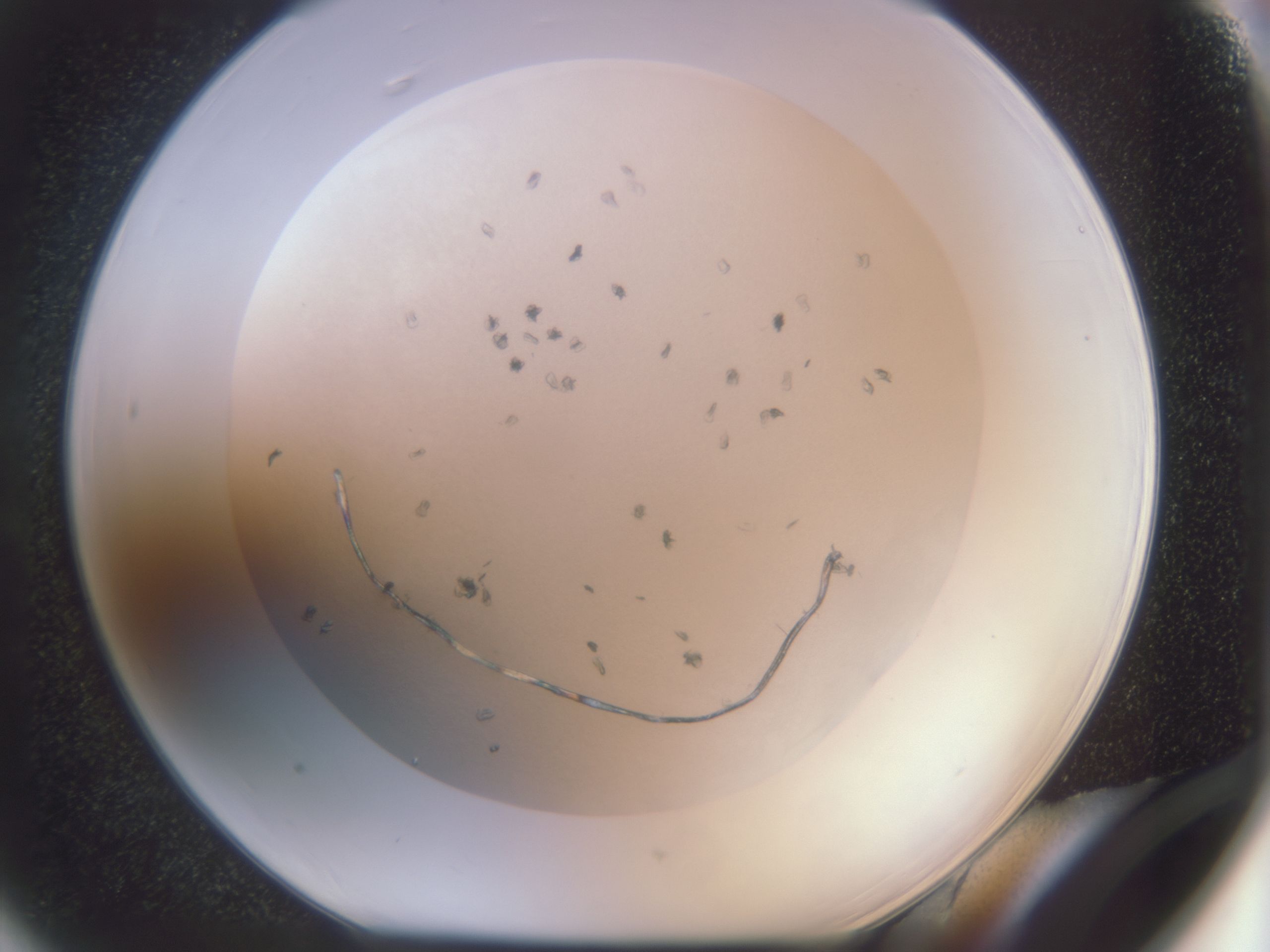 folderID574_plateID574_batchID537_wellNum66_profileID1_d1_r12551_ef.jpg