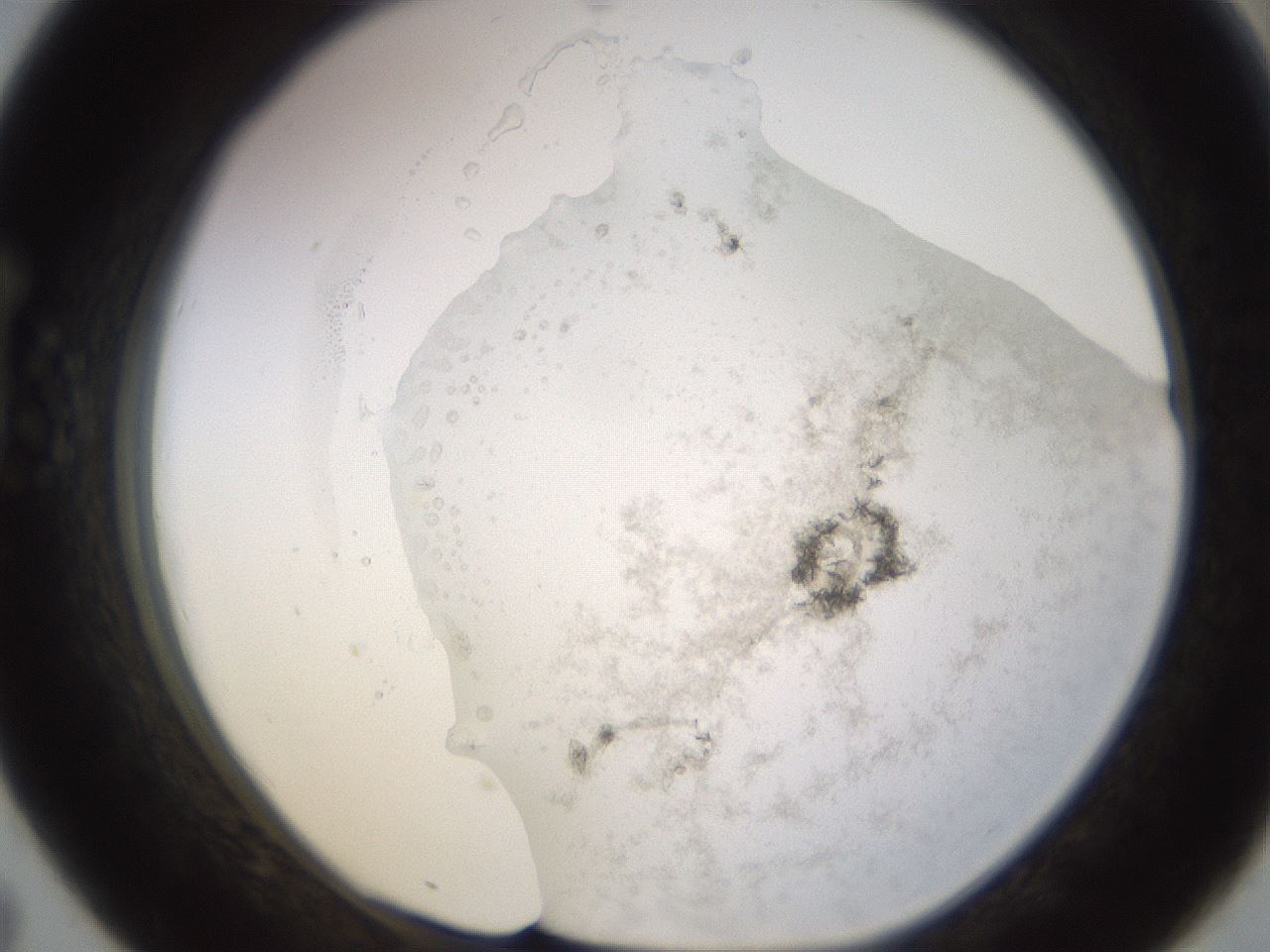 folderID575_plateID1575_batchID6363_wellNum43_profileID1_d1_r103203_ef.jpg