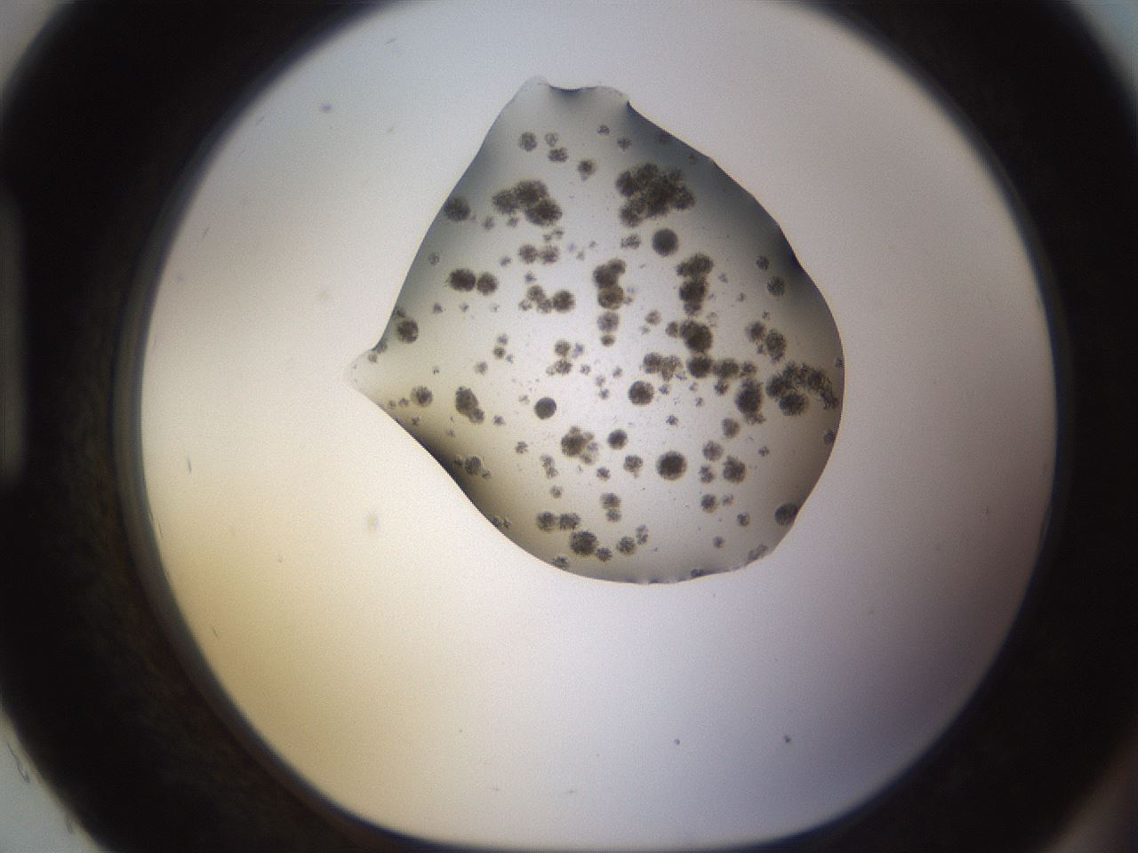 folderID576_plateID1576_batchID6364_wellNum93_profileID1_d1_r103403_ef.jpg