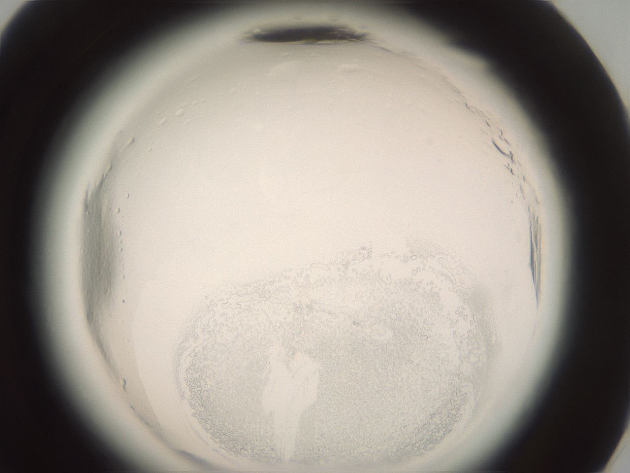 folderID577_plateID2577_batchID13160_wellNum71_profileID1_d3_r198653_ef.jpg