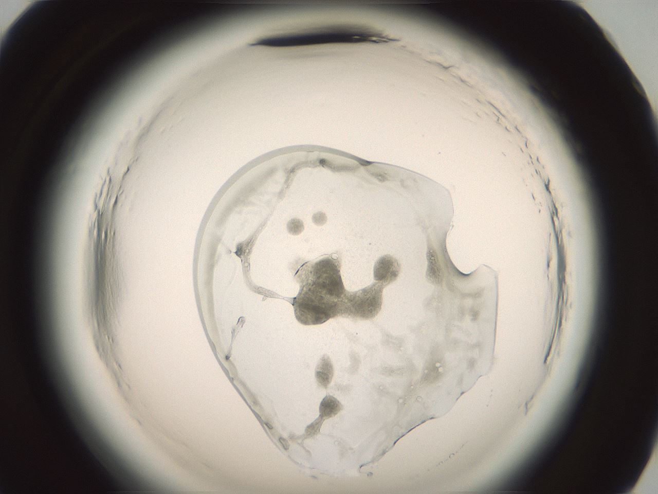 folderID576_plateID2576_batchID13156_wellNum83_profileID1_d2_r197824_ef.jpg