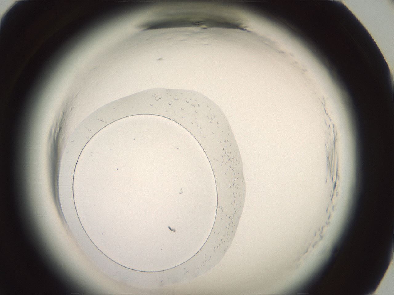 folderID576_plateID2576_batchID13156_wellNum94_profileID1_d1_r197856_ef.jpg