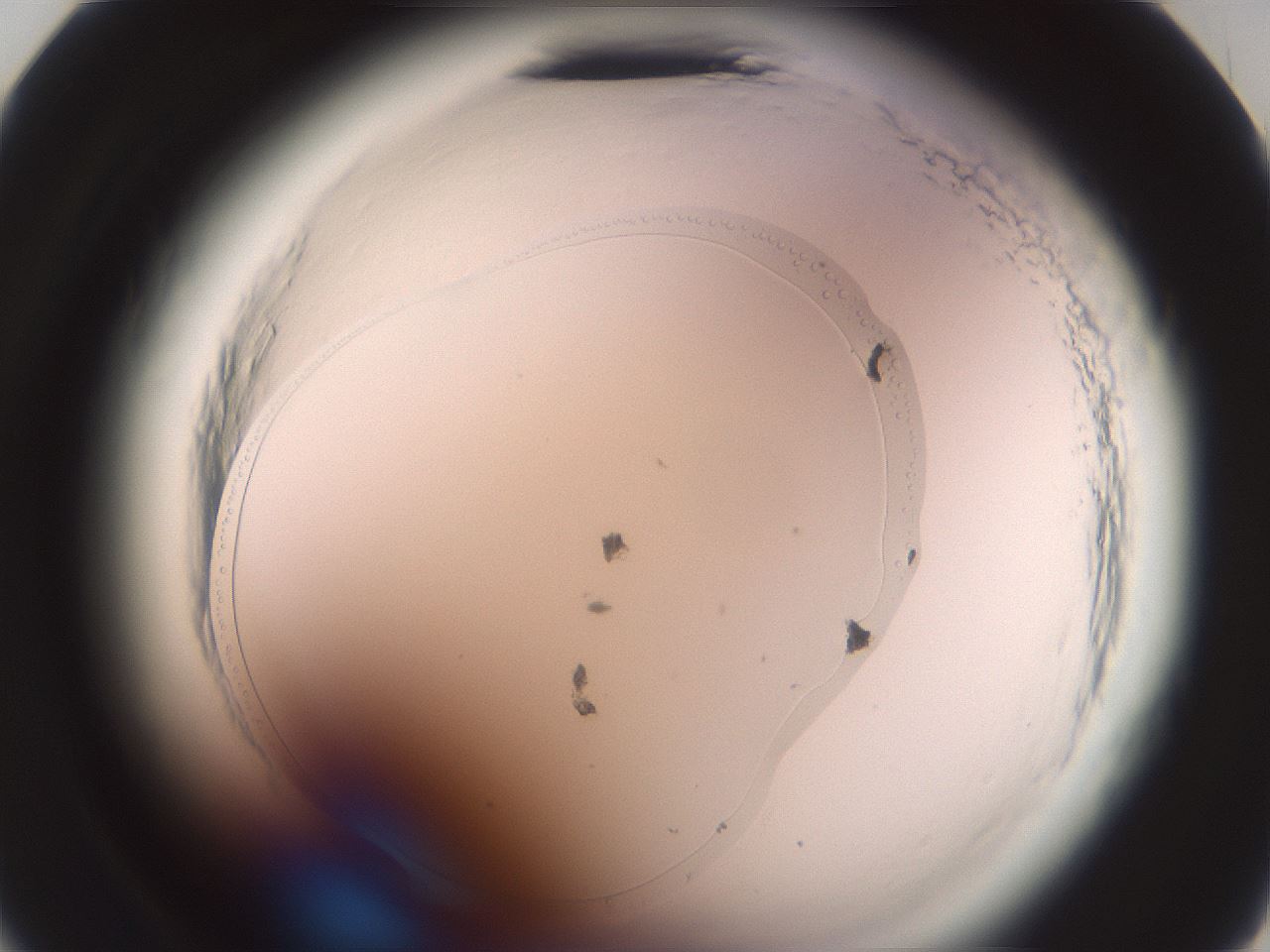 folderID577_plateID2577_batchID13160_wellNum23_profileID1_d2_r198508_ef.jpg