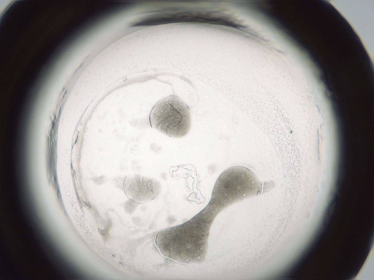 folderID579_plateID2579_batchID13165_wellNum93_profileID1_d1_r200157_ef.jpg